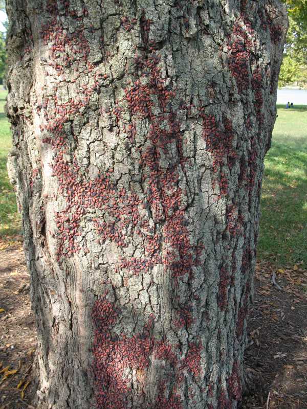 Boxelder, redshouldered and scentless plant bugs